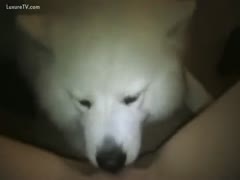 The white dog licks its muzzle.